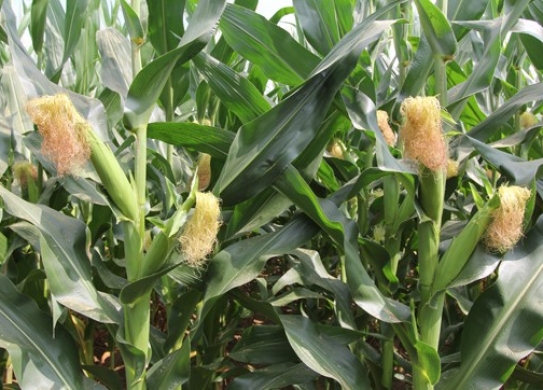 DF26（暂定代号）