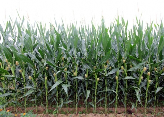 DF100（暂定代号）