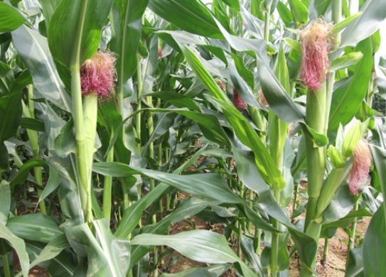 雷育881（暂定名）