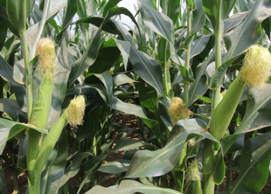 雷育1902（暂定名）