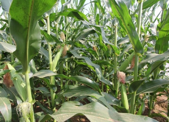 良玉DF218（暂定名）