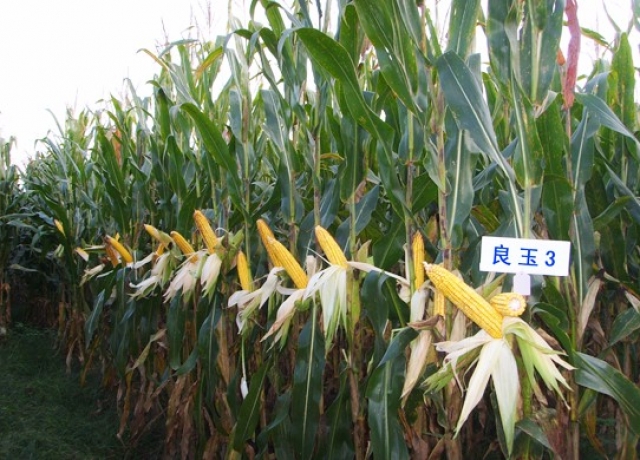 良玉3