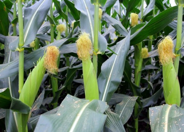 DF17（暂定代号）