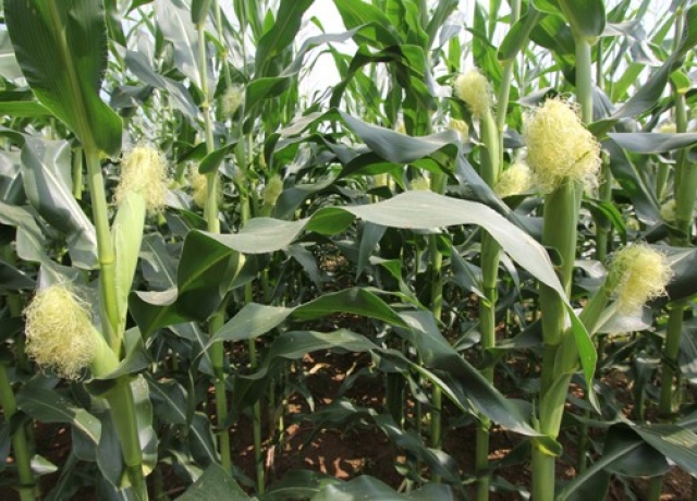 雷育999（暂定名）