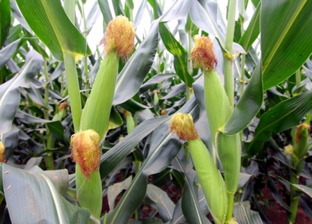 良科2000（暂定名）