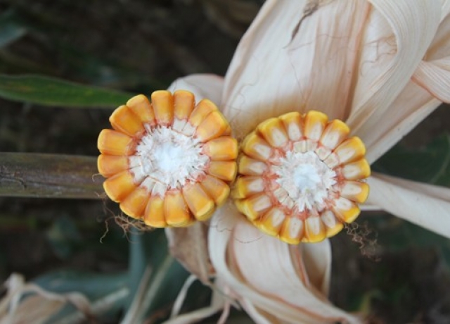 J20（暂定代号）