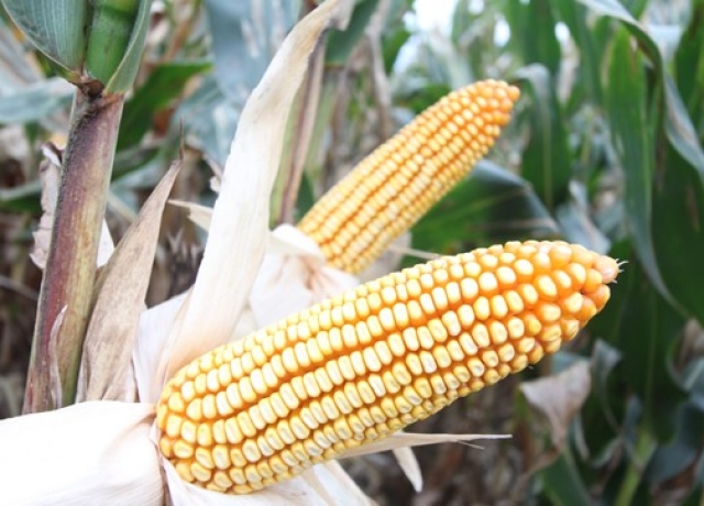 LZ002（暂定代号）